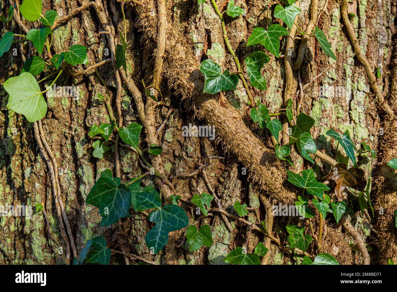 Vine leaves and branch wrapping around the bark of a tree in the