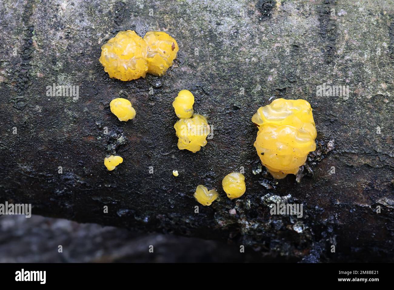 Dacrymyces lacrymalis, known as orange jelly spot fungus, wild fungi