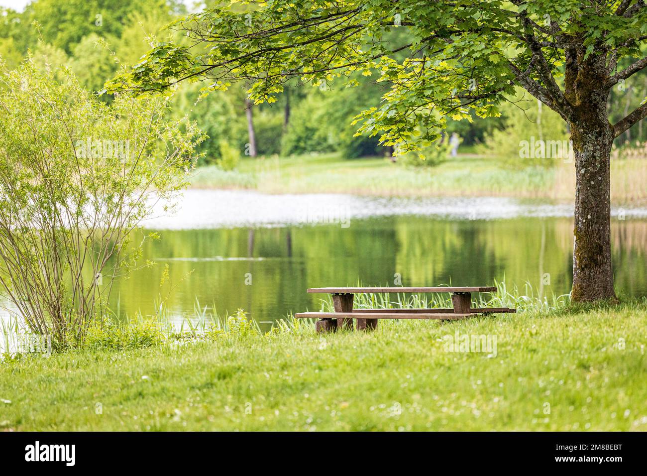 Bench under the tree Stock Photo Alamy