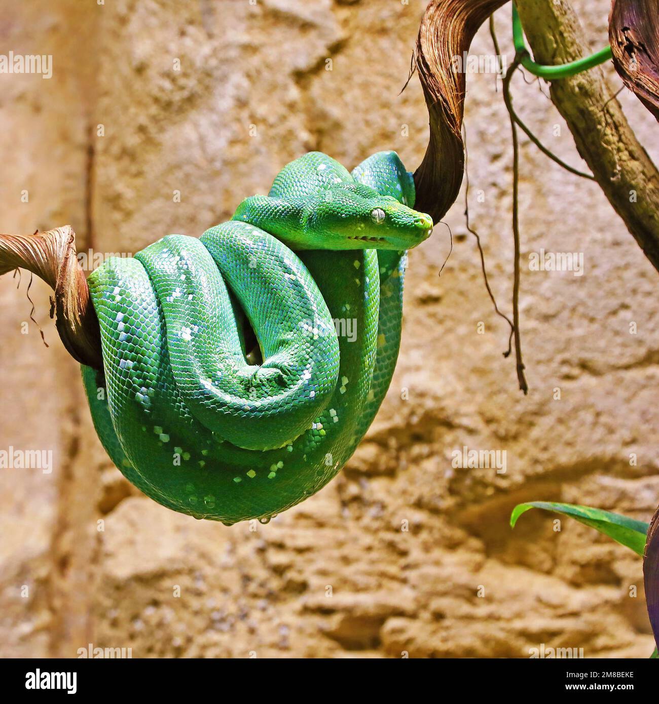 Captive Emerald tree boa on a vine Stock Photo