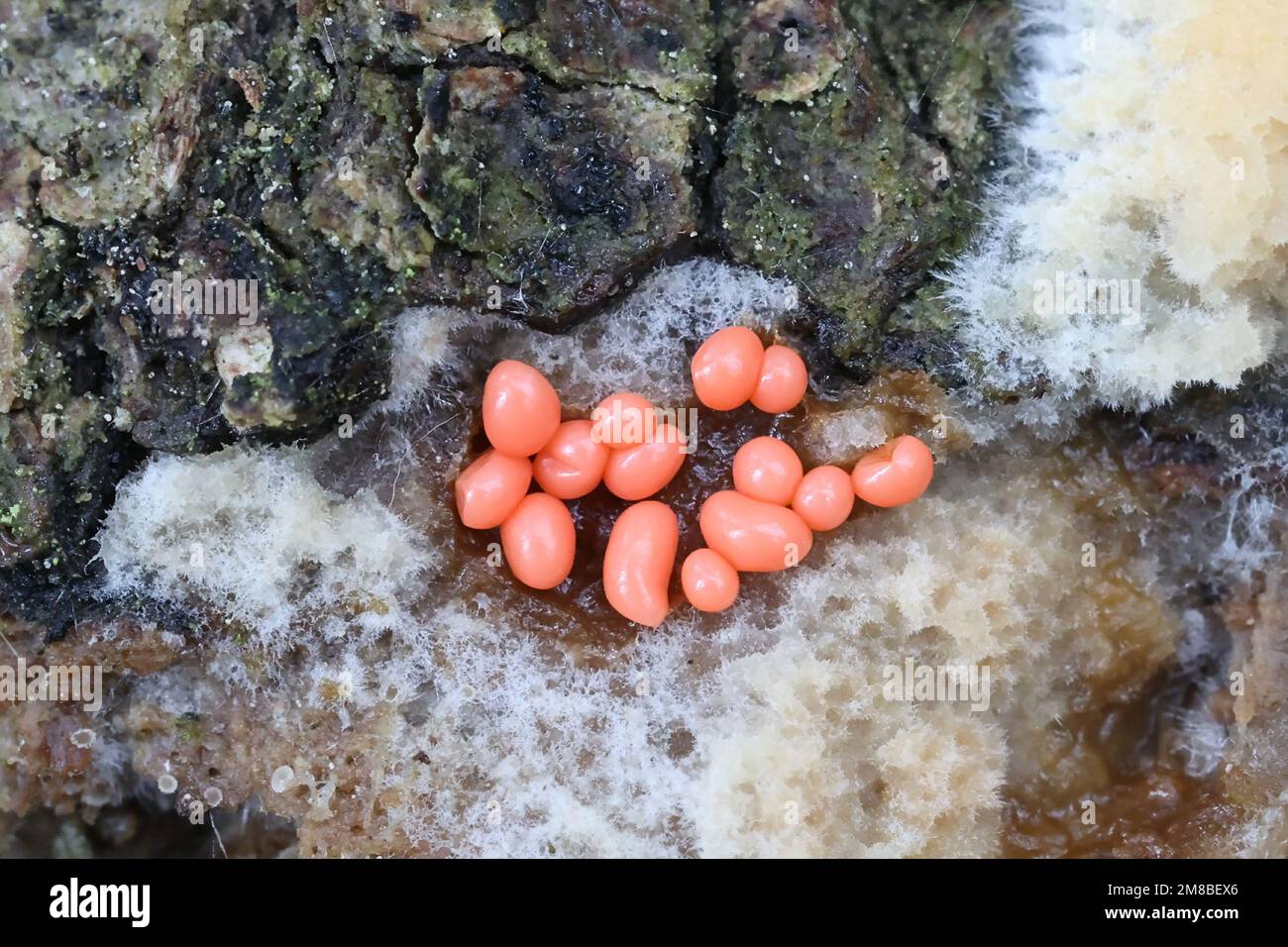 Trichia contorta, slime mold from Finland, no common English name Stock Photo