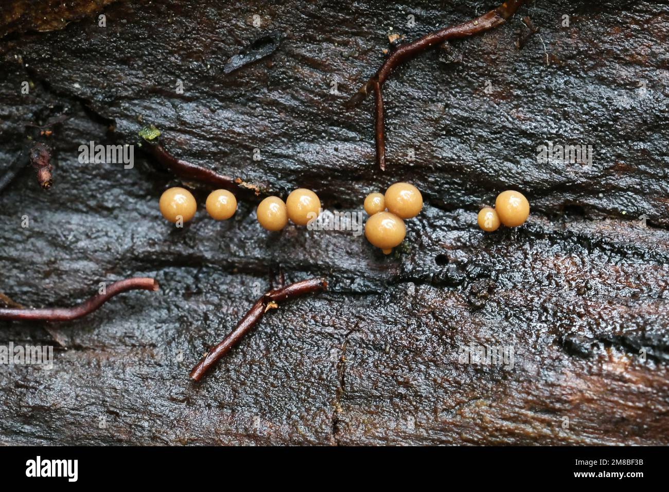 Hemitrichia clavata, a slime mold of the family Trichiidae, no common English name Stock Photo