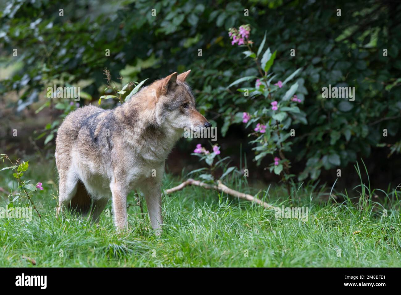 Wolf, Wölfe, Canis lupus, gray wolf, grey wolf, Le Loup gris Stock Photo