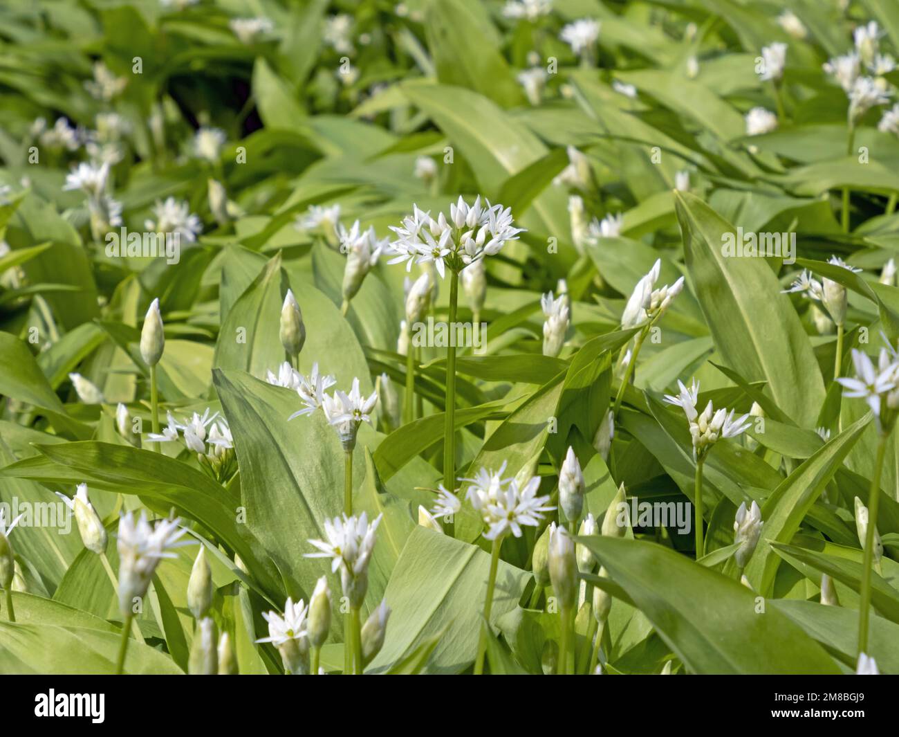 Close-up of white flowering wild garlic (Allium ursinum) Stock Photo