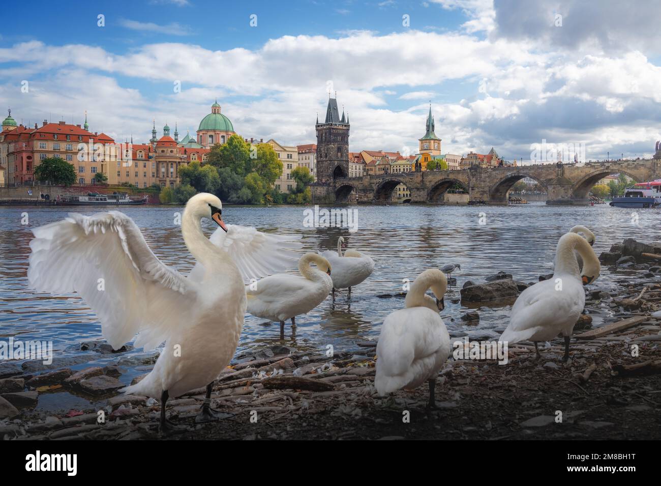 Swan in front of Charles Bridge - Prague, Czech Republic Stock Photo