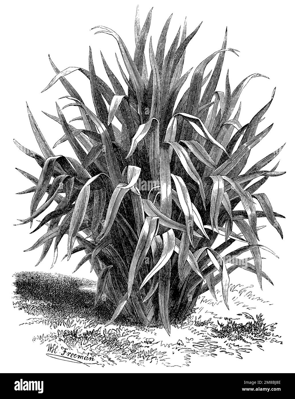 New Zealand flax;, Phormium tenax, W.H. Freeman (botany book, 1889), Neuseeländer Flachs, Lin de Nouvelle-Zélande Stock Photo