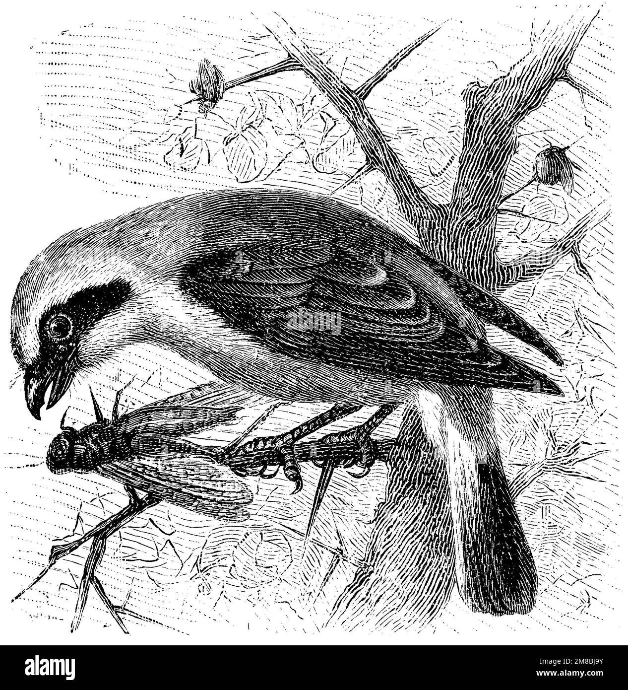 Red-backed Shrike, Lanius collurio, anonym (zoology book, 1889), Neuntöter, Pie-grièche écorcheur Stock Photo