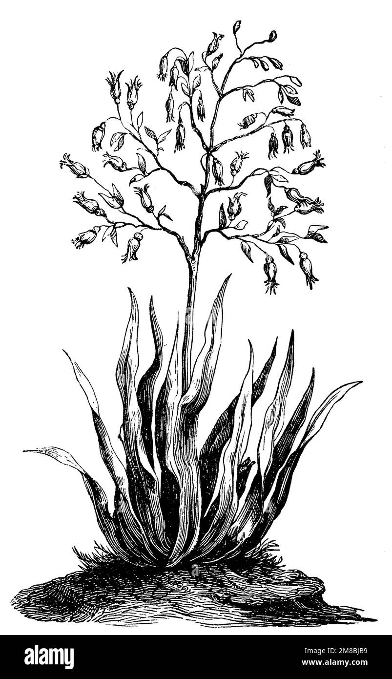 New Zealand flax;, Phormium tenax, anonym (biology book, 1881), Neuseeländer Flachs, Lin de Nouvelle-Zélande Stock Photo