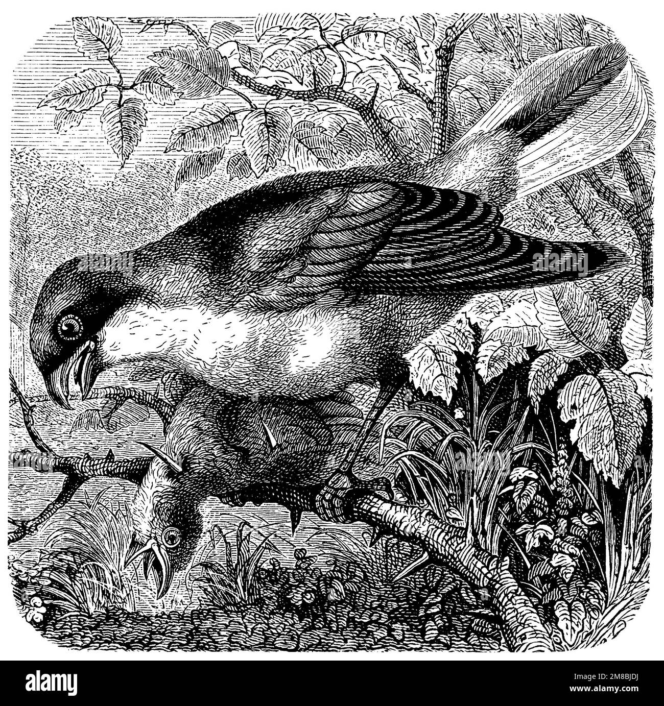 Red-backed Shrike, Lanius collurio,  (encyclopedia, 1893), Neuntöter, Pie-grièche écorcheur Stock Photo