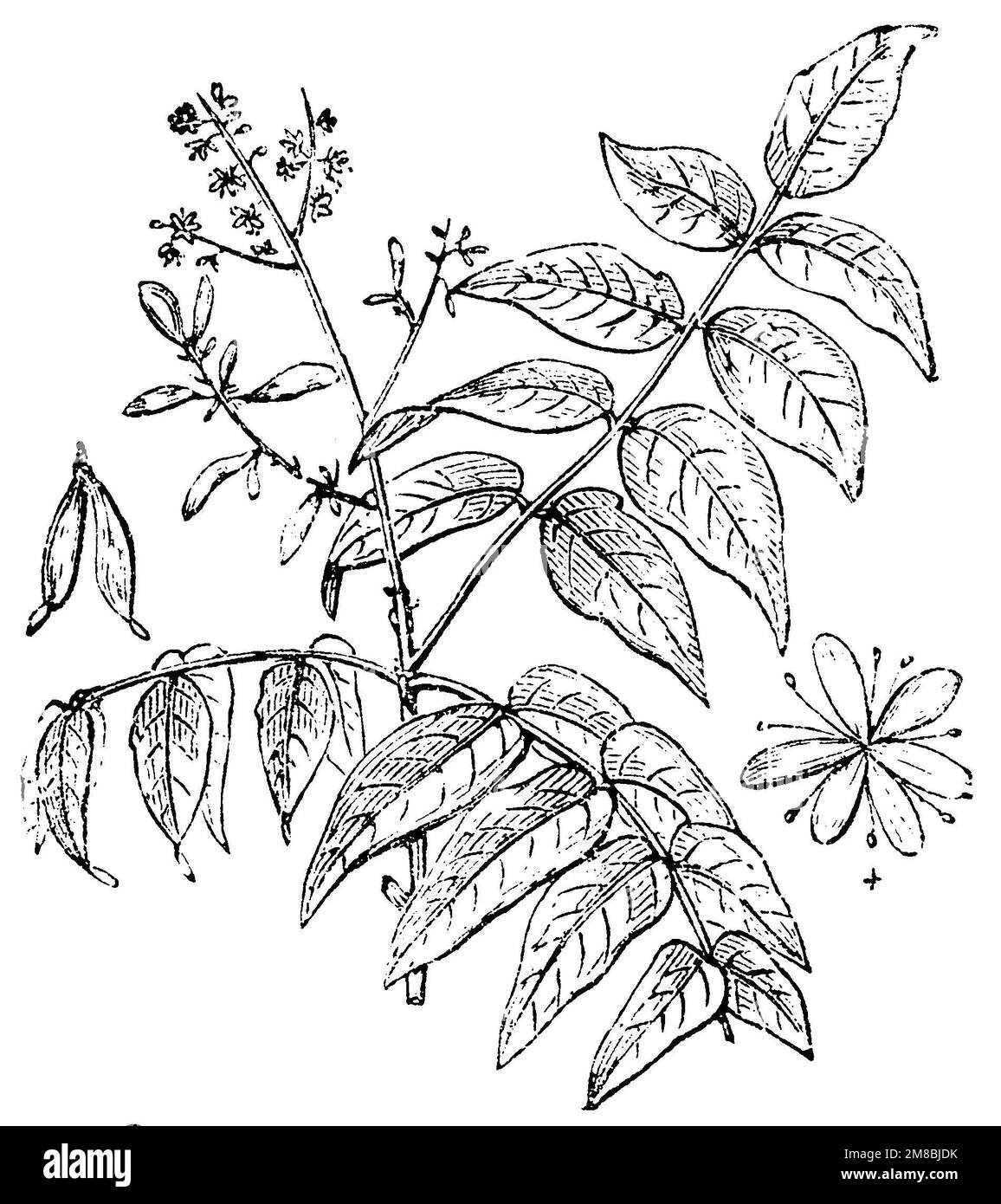 Tree of Heaven, Ailanthus altissima,  (garden book, 1877), Götterbaum, Ailante glanduleux Stock Photo