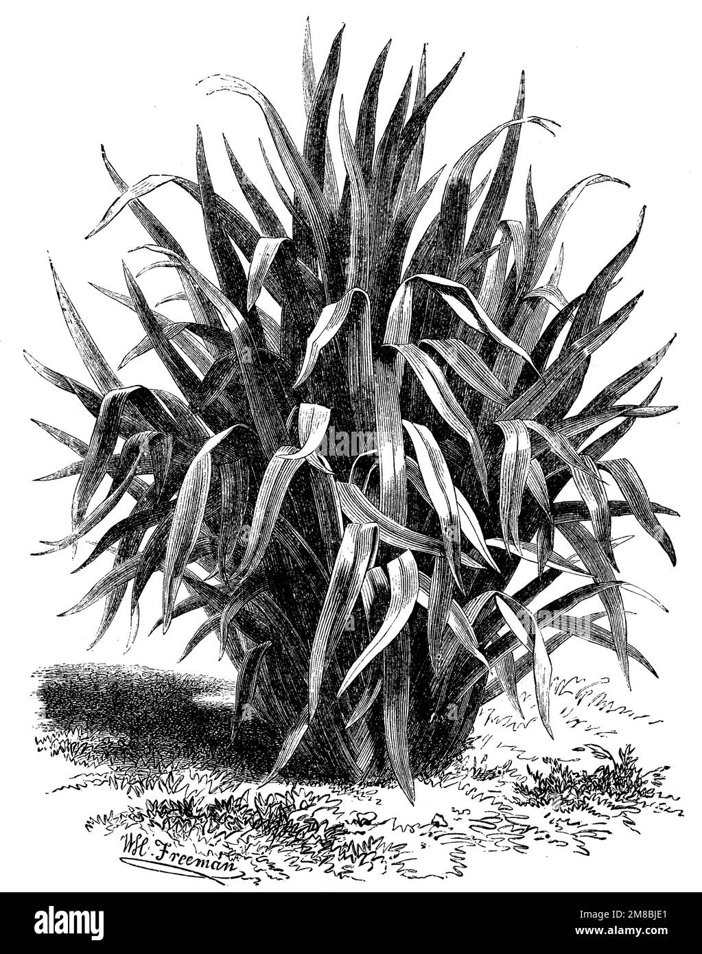 New Zealand flax;, Phormium tenax,  (garden book, 1877), Neuseeländer Flachs, Lin de Nouvelle-Zélande Stock Photo