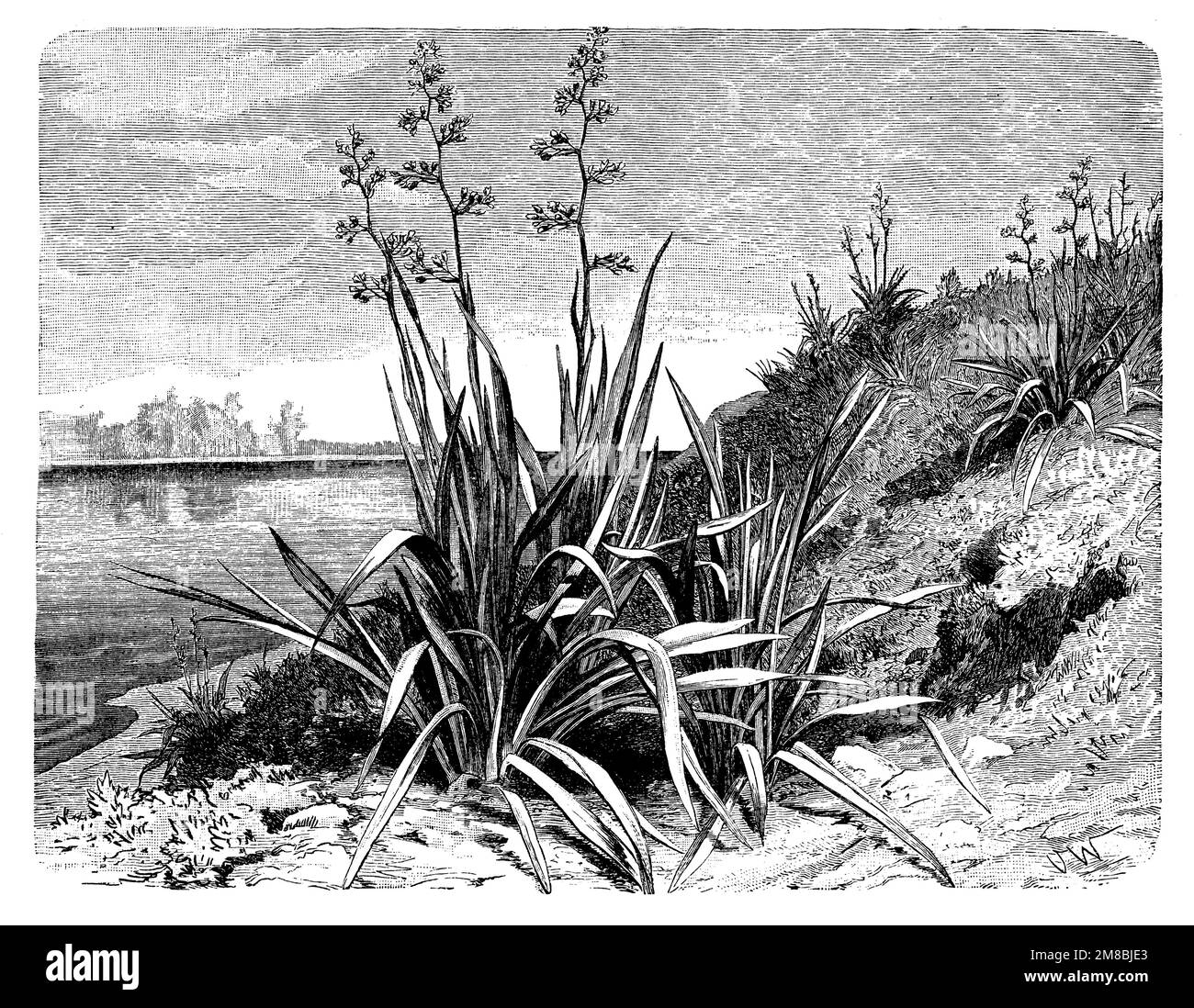 New Zealand flax;, Phormium tenax,  (botany book, 1905), Neuseeländer Flachs, Lin de Nouvelle-Zélande Stock Photo
