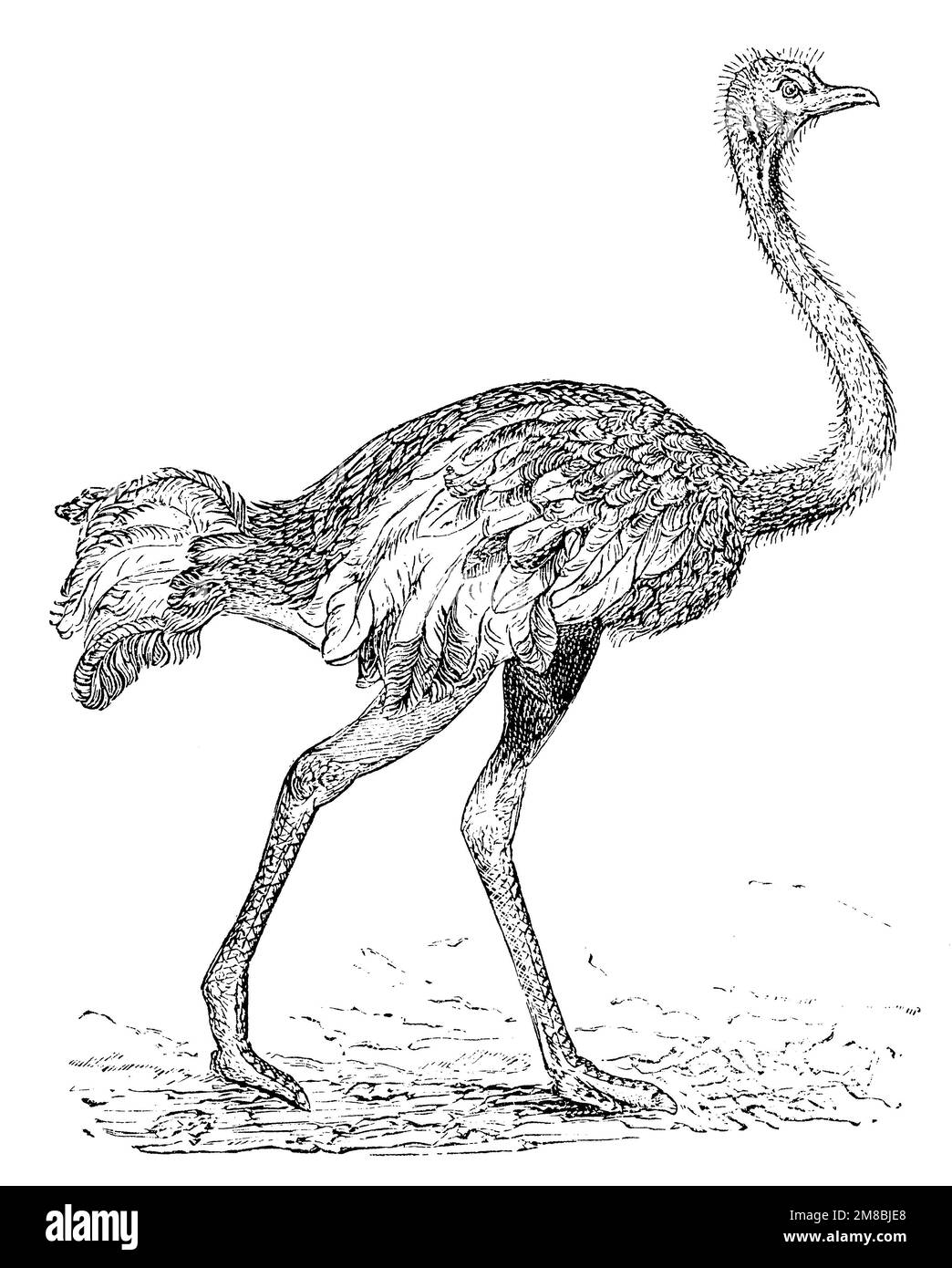 ostrich or common ostrich, Struthio camelus, (picture book, 1881 ...