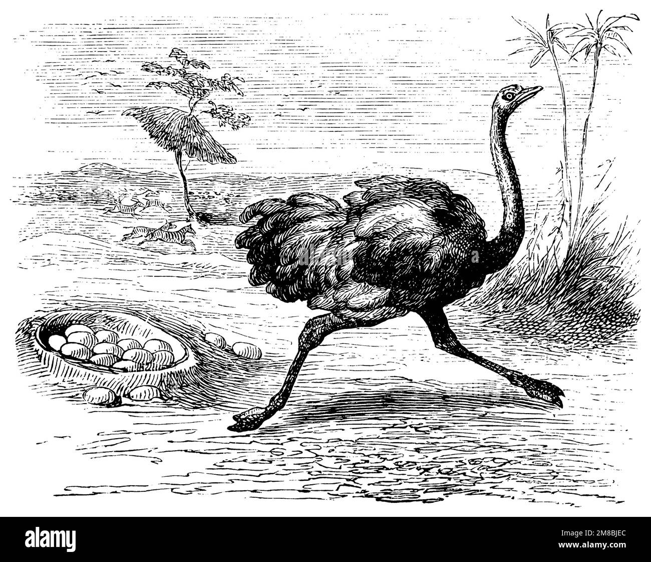 ostrich or common ostrich and his nest, Struthio camelus,  (novel, 1897), Afrikanischer Strauß und sein Nest, L'Autruche d’Afrique et son nid Stock Photo