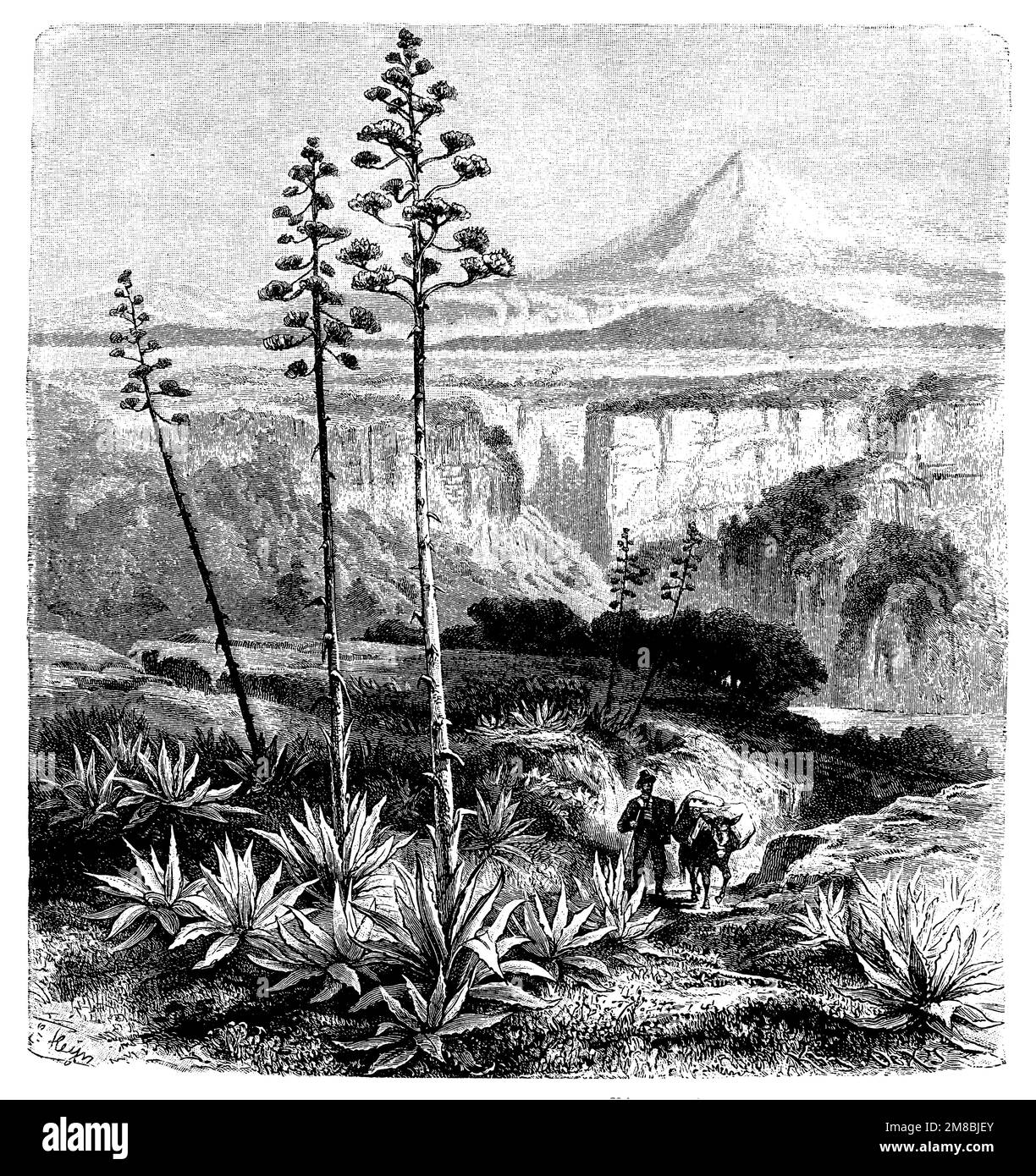 American century plant in the mexican plateau, Agave americana, Heyn, Ernst (1841-1894) (botany book, 1888), Agave in der mexikanischen Hochebene, Agave américain dans les hauts plateaux mexicains Stock Photo