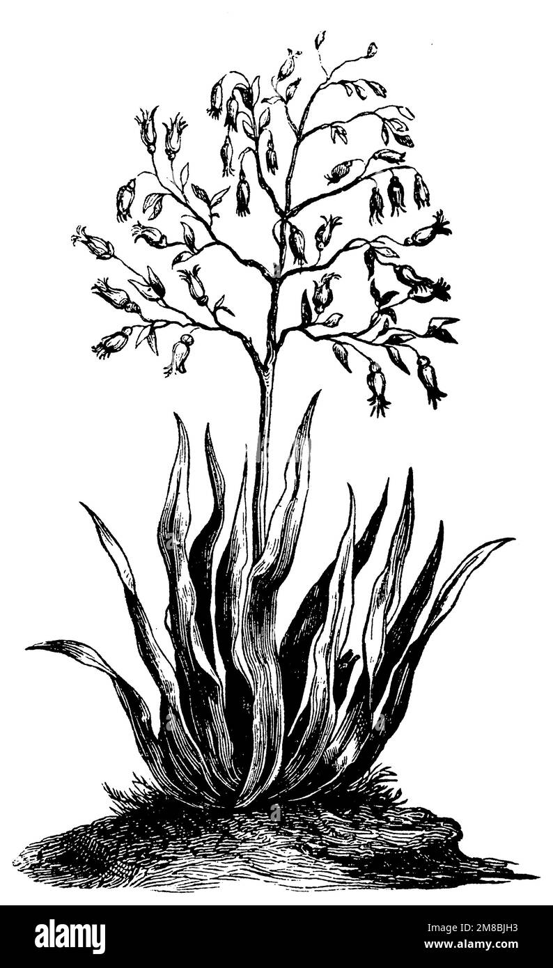New Zealand flax;, Phormium tenax,  (geography book, 1879), Neuseeländer Flachs, Lin de Nouvelle-Zélande Stock Photo