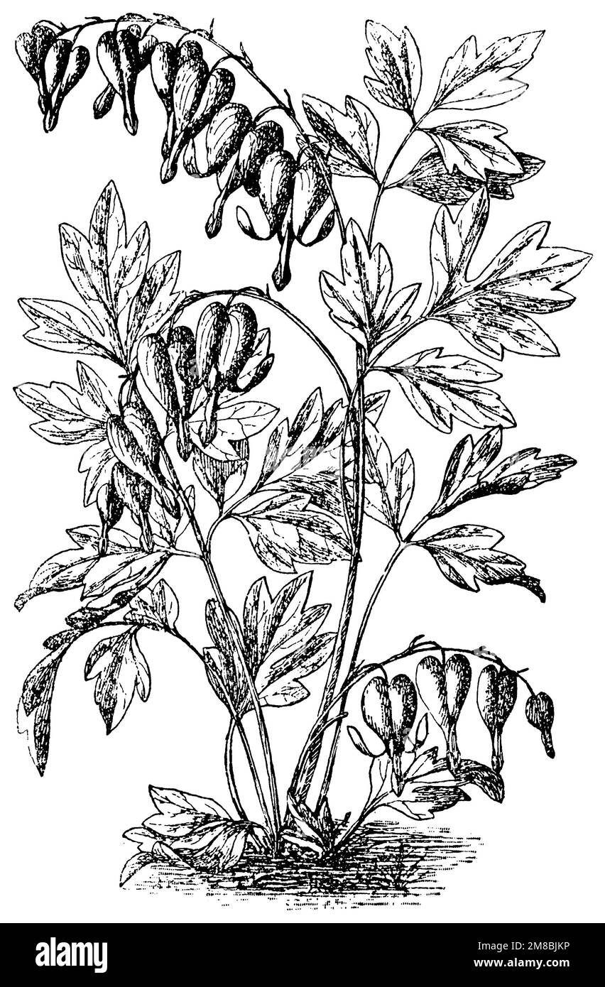 neurontin and bleeding