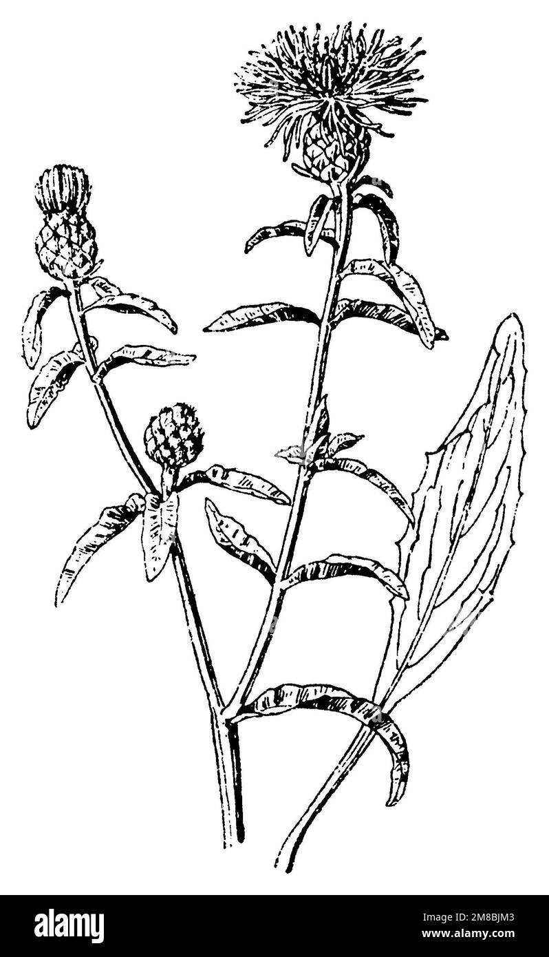 Centaurea jacea, Centaurea jacea,  (botany book, 1910), Wiesen-Flockenblume, Centaurée jacée Stock Photo