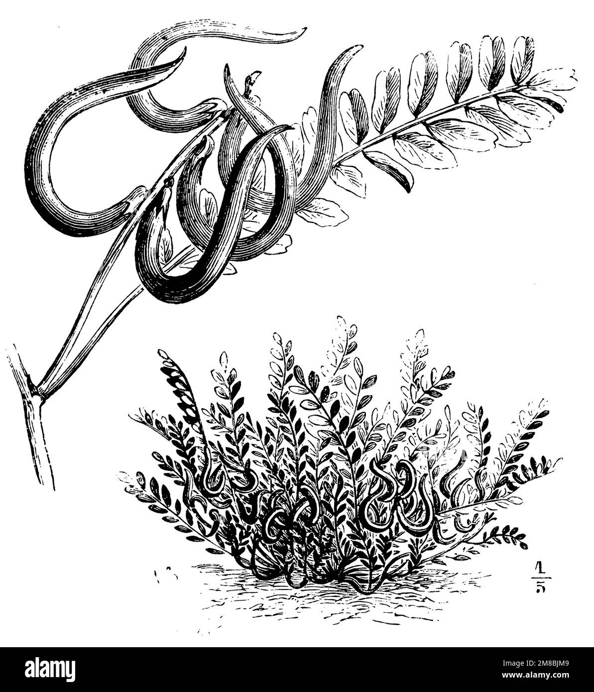 European milkvetch, Astragalus hamosus,  (printing pattern book, 1911), Haken-Tragant, Astragale en hameçon Stock Photo