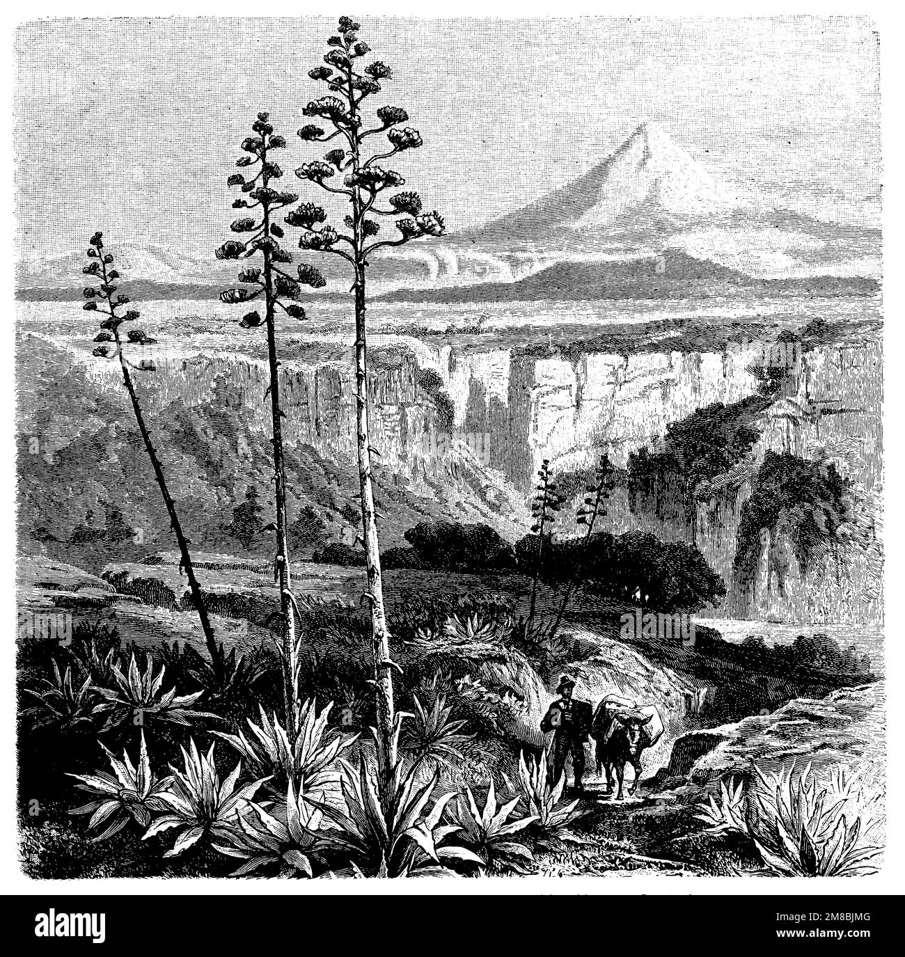 American century plant in the mexican plateau, Agave americana,  (botany book, 1899), Agave in der mexikanischen Hochebene, Agave américain dans les hauts plateaux mexicains Stock Photo