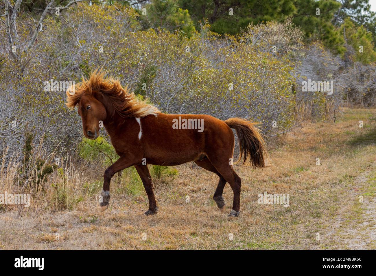 Assateague Pony (Equus caballus) in Assateague Island National Seashore, Maryland Stock Photo