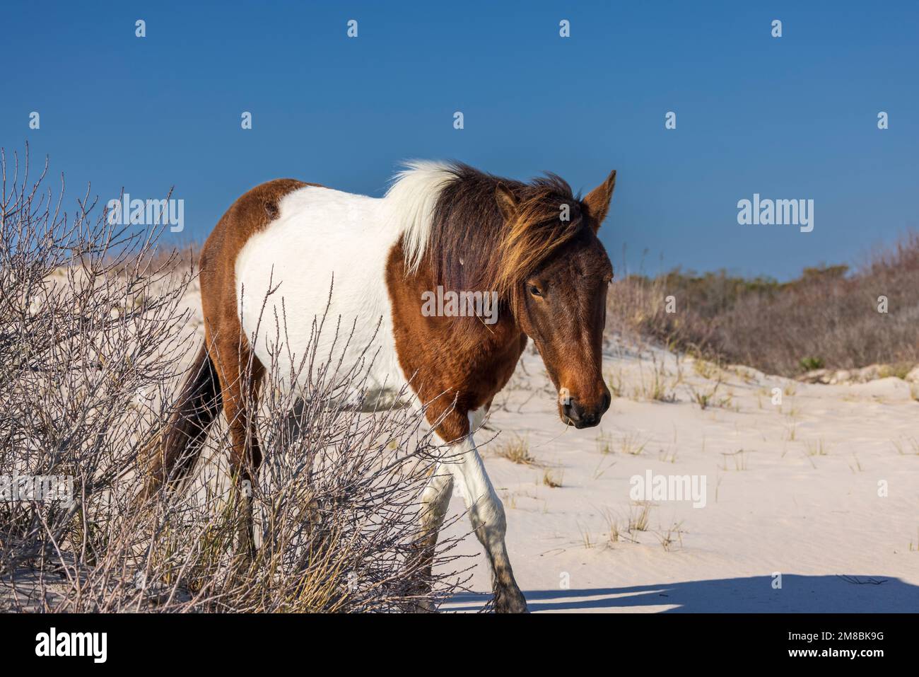 Assateague Pony (Equus caballus) crossing sand dunes looking for food in Assateague Island National Seashore, Maryland Stock Photo