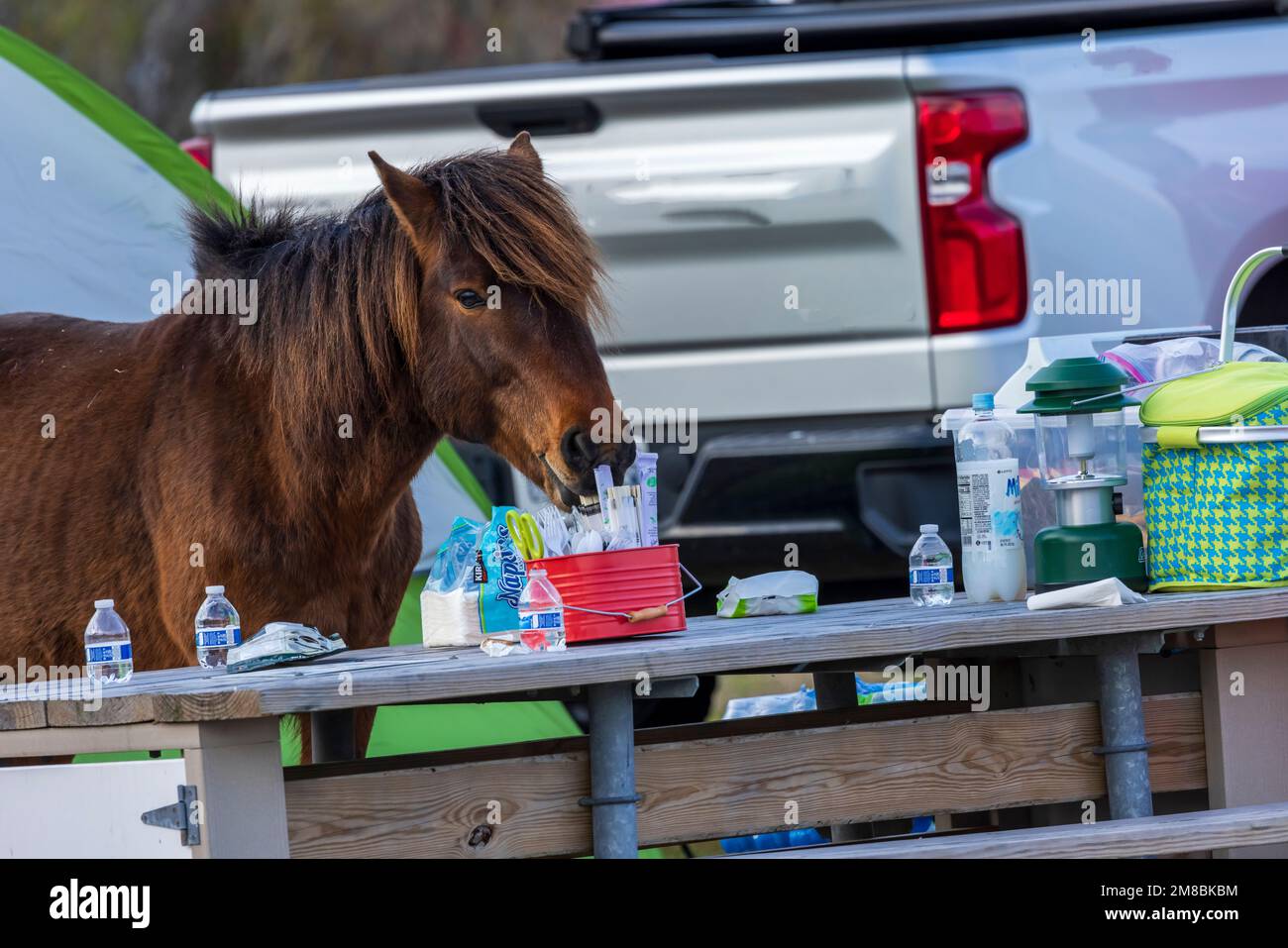 Assateague Pony (Equus caballus) raiding camper's food in Assateague Island National Seashore, Maryland Stock Photo