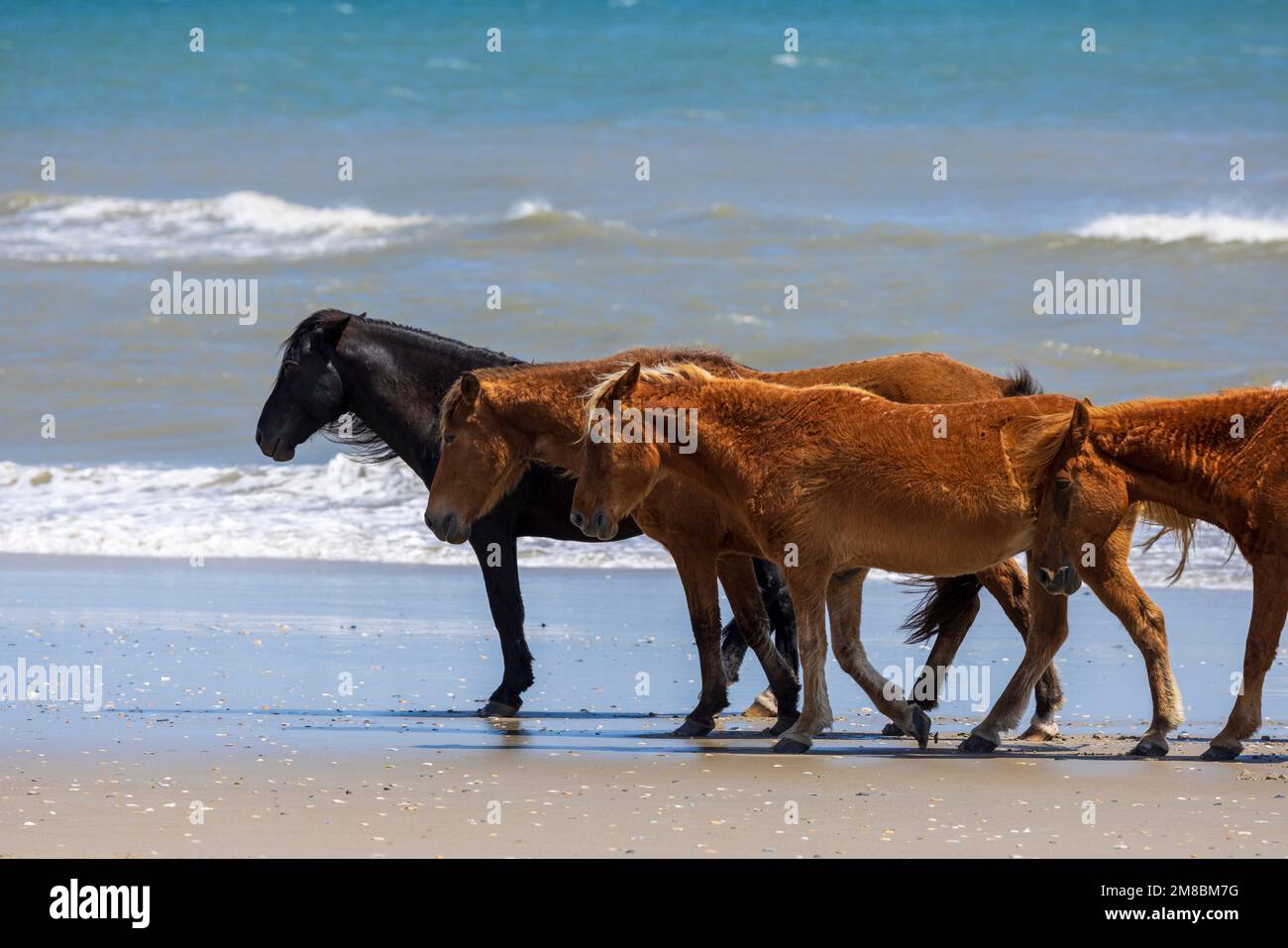 Wild Horses (Equus caballus) on the Atlantic Ocean beach in Corolla