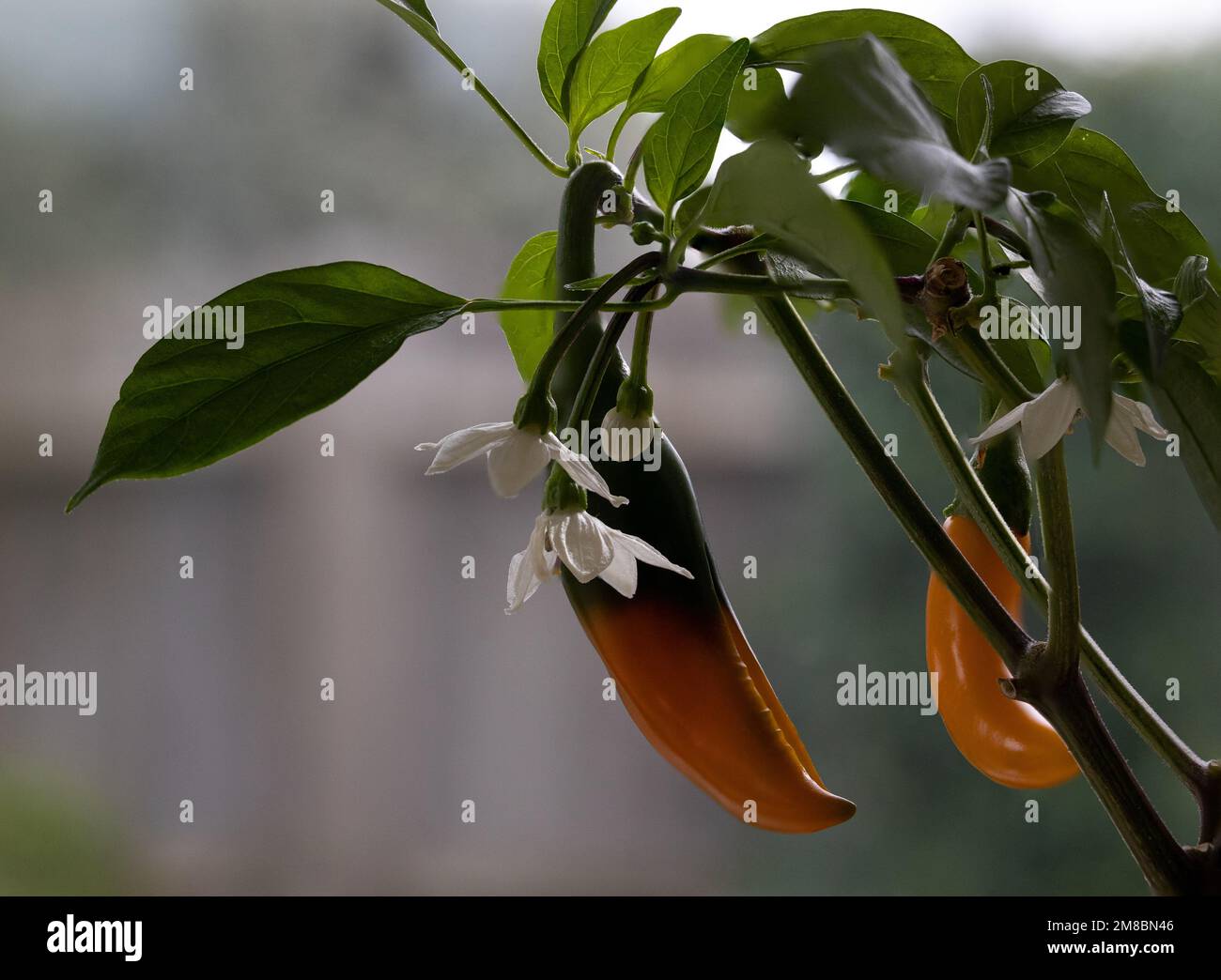 Chilli pepper flowers Stock Photo