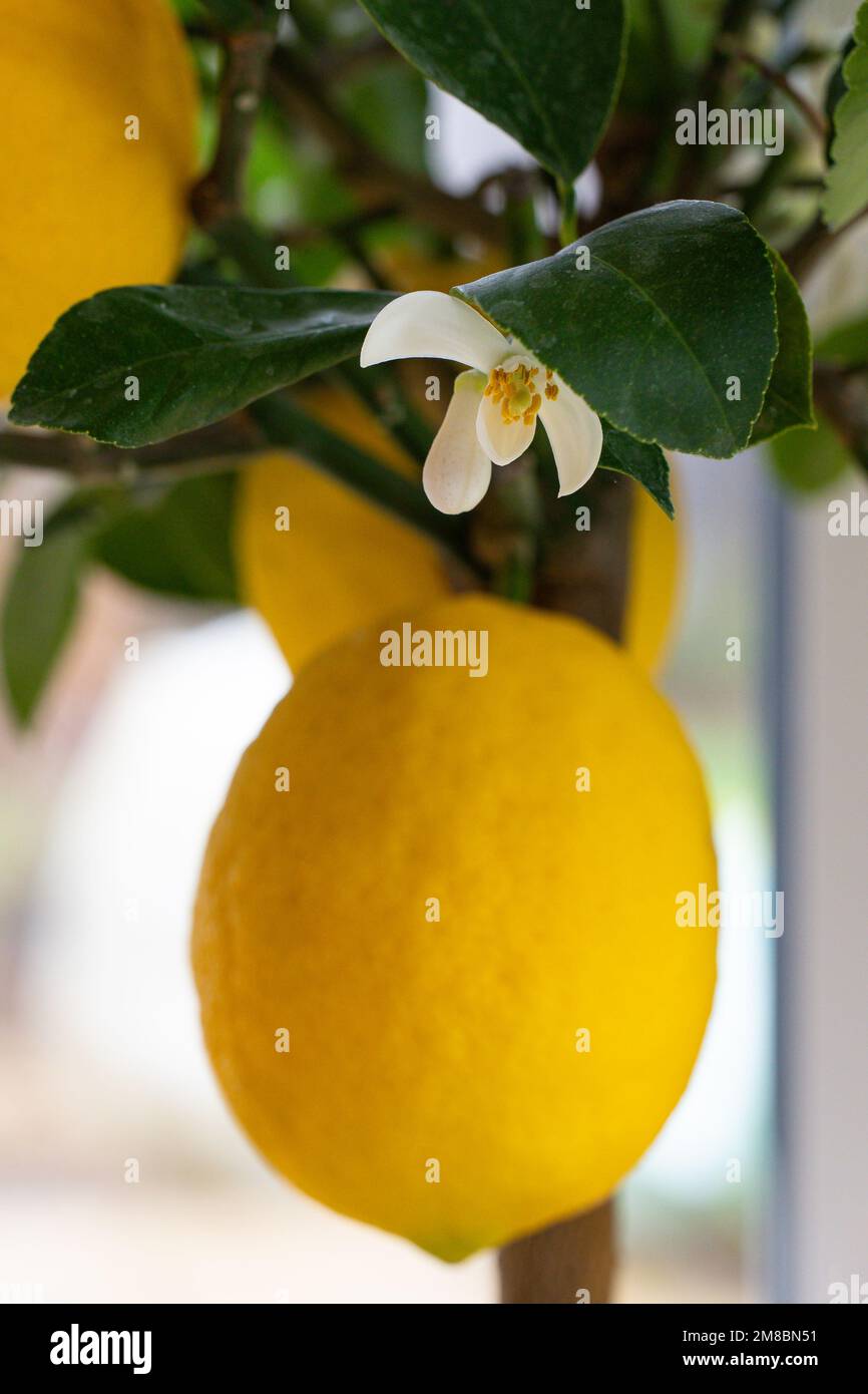 Lemon Bloosam