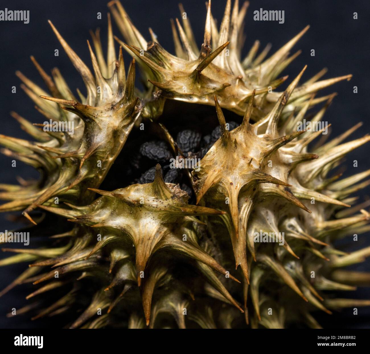 As the prickly seed pod of the Datura dries out it splits open and drops the many seeds stored inside. This is known a dihesence, a process used in ma Stock Photo