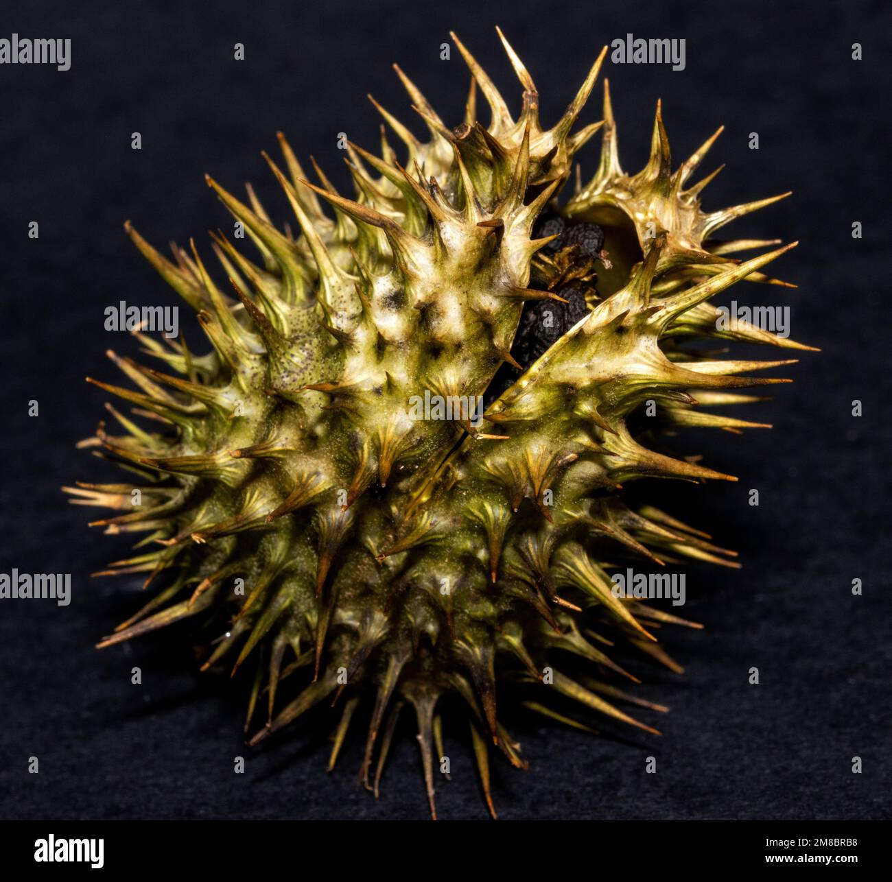 The seed capsule of the Moon Flower or Datura is well protected with a spikey casing keeping all but the best equipped from getting at the seeds. Stock Photo