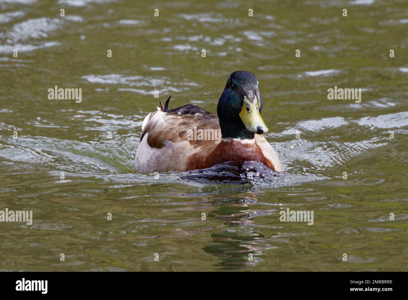 Male Mallard duck paddling at Moss Valley, North Wales, UK Stock Photo