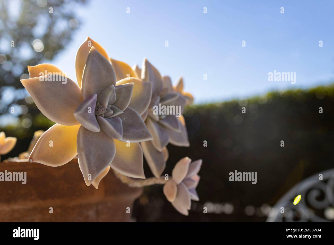 A macro shot of a graptopetalum paraguayense caught in the winter sun on a garden table Stock Photo