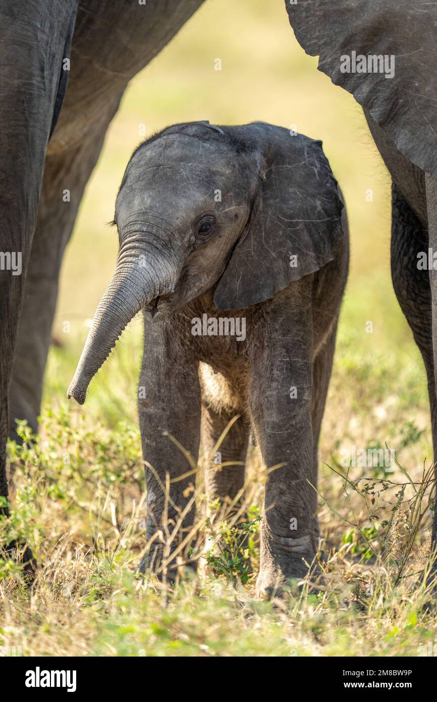 Baby African bush elephant standing between adults Stock Photo - Alamy