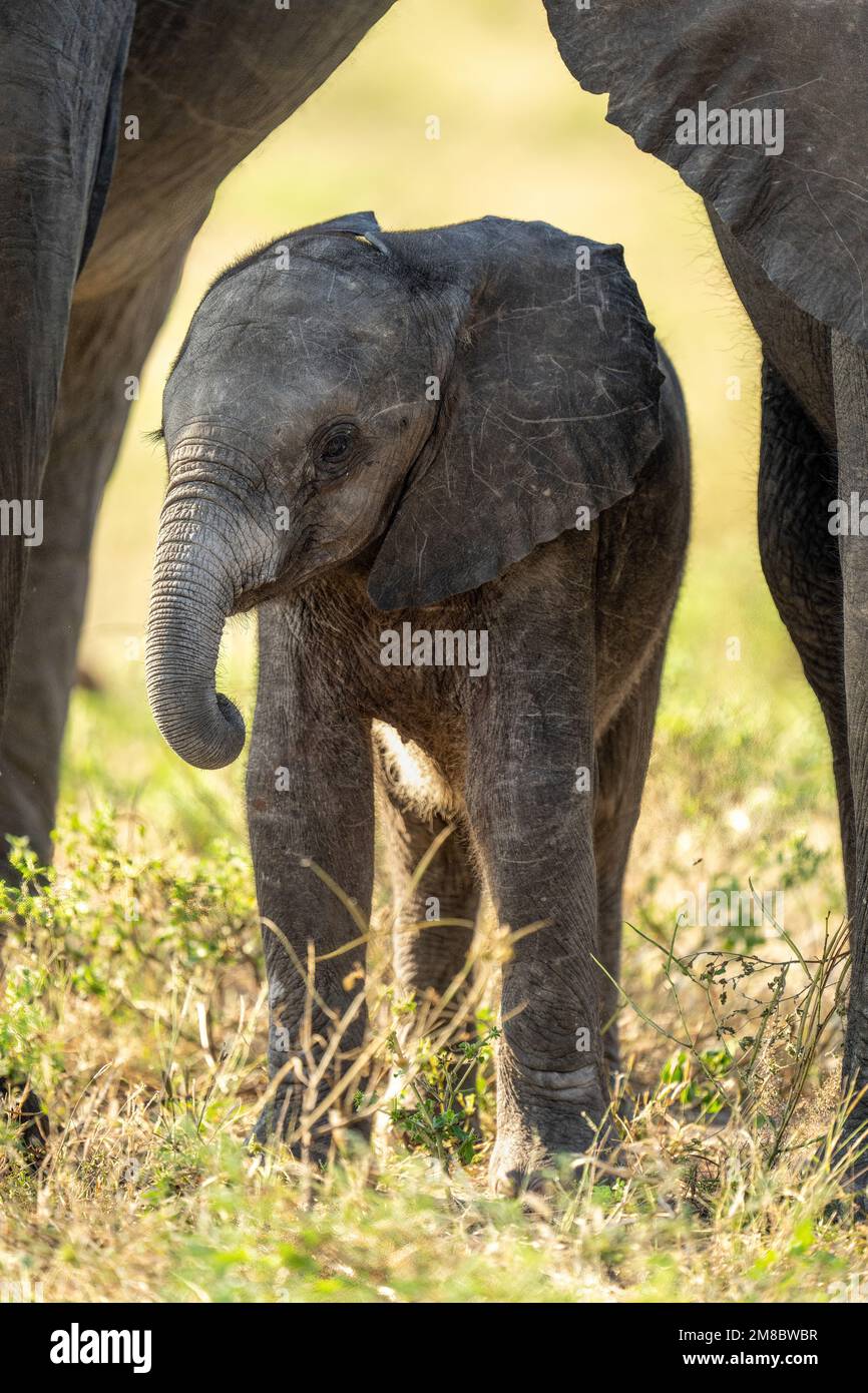 Baby African bush elephant stands between adults Stock Photo - Alamy