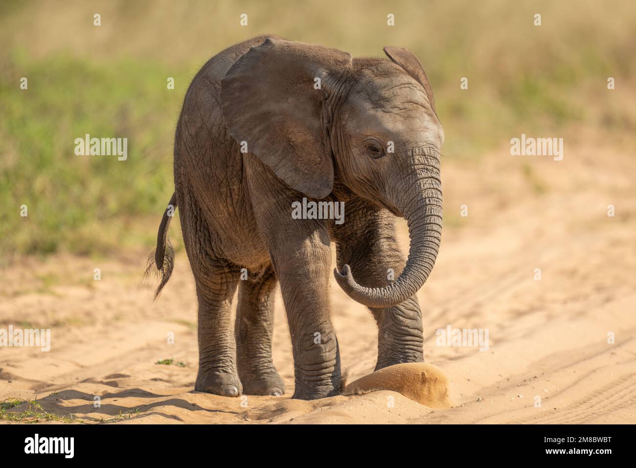 Baby African bush elephant stands kicking sand Stock Photo - Alamy