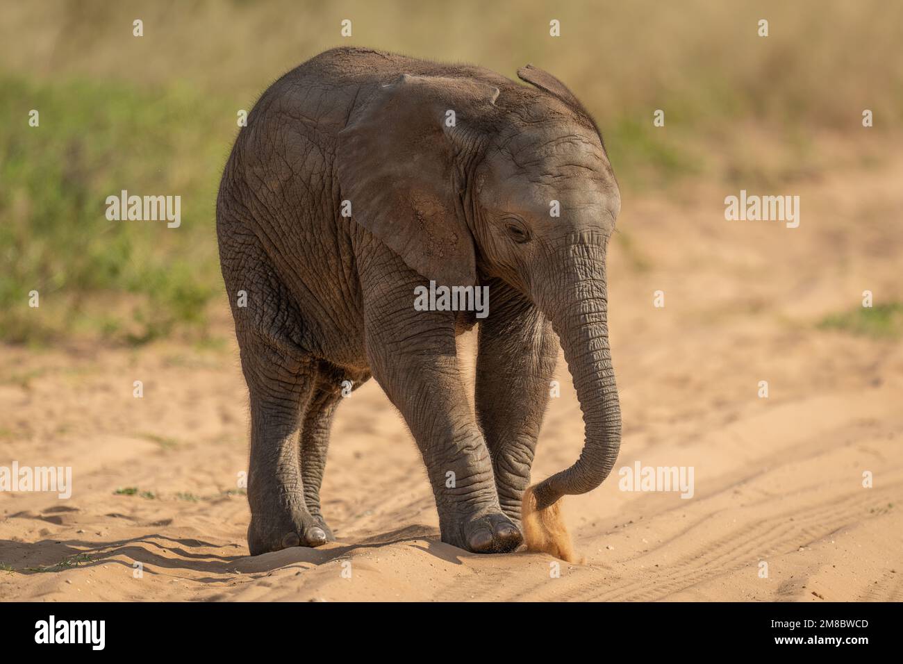 Baby African bush elephant stands lifting sand Stock Photo - Alamy