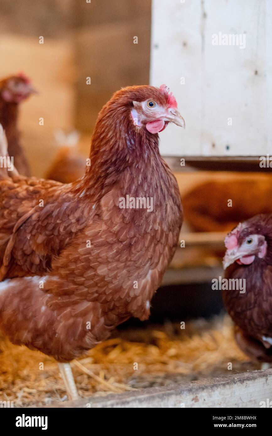 red hen in chicken coop closeup. Poultry for farming in the village