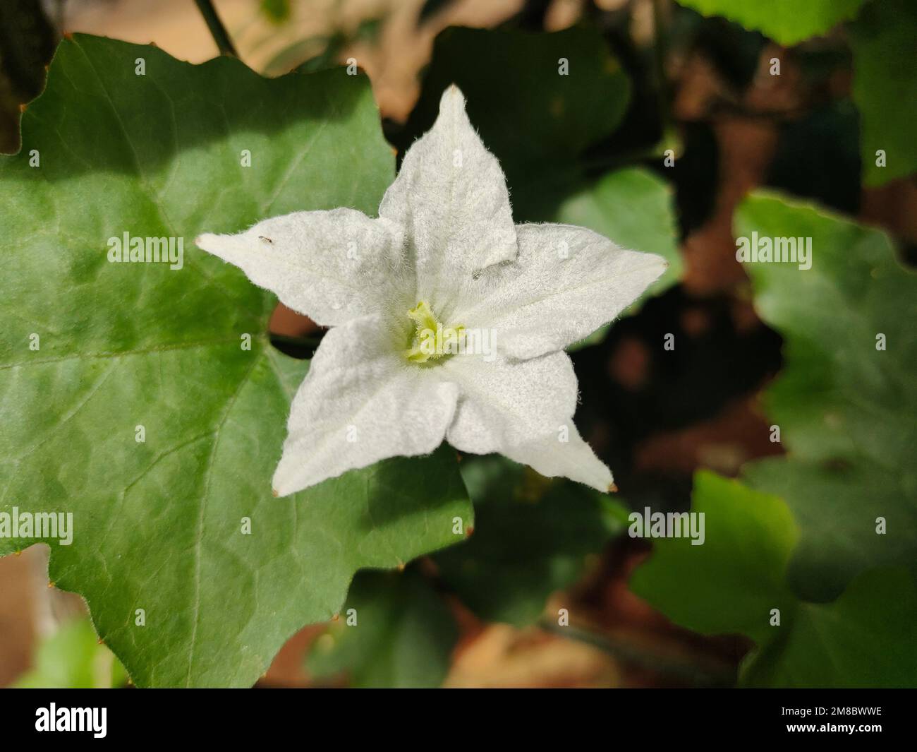 Beautiful display of white flower Stock Photo