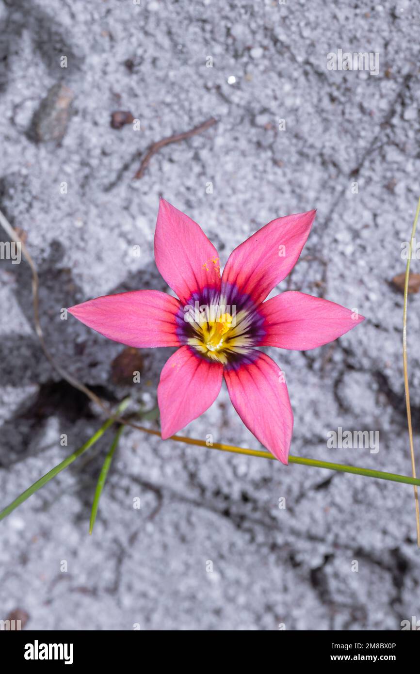 (Romulea roses) froetang wildflower during spring, Cape Town, South Africa Stock Photo
