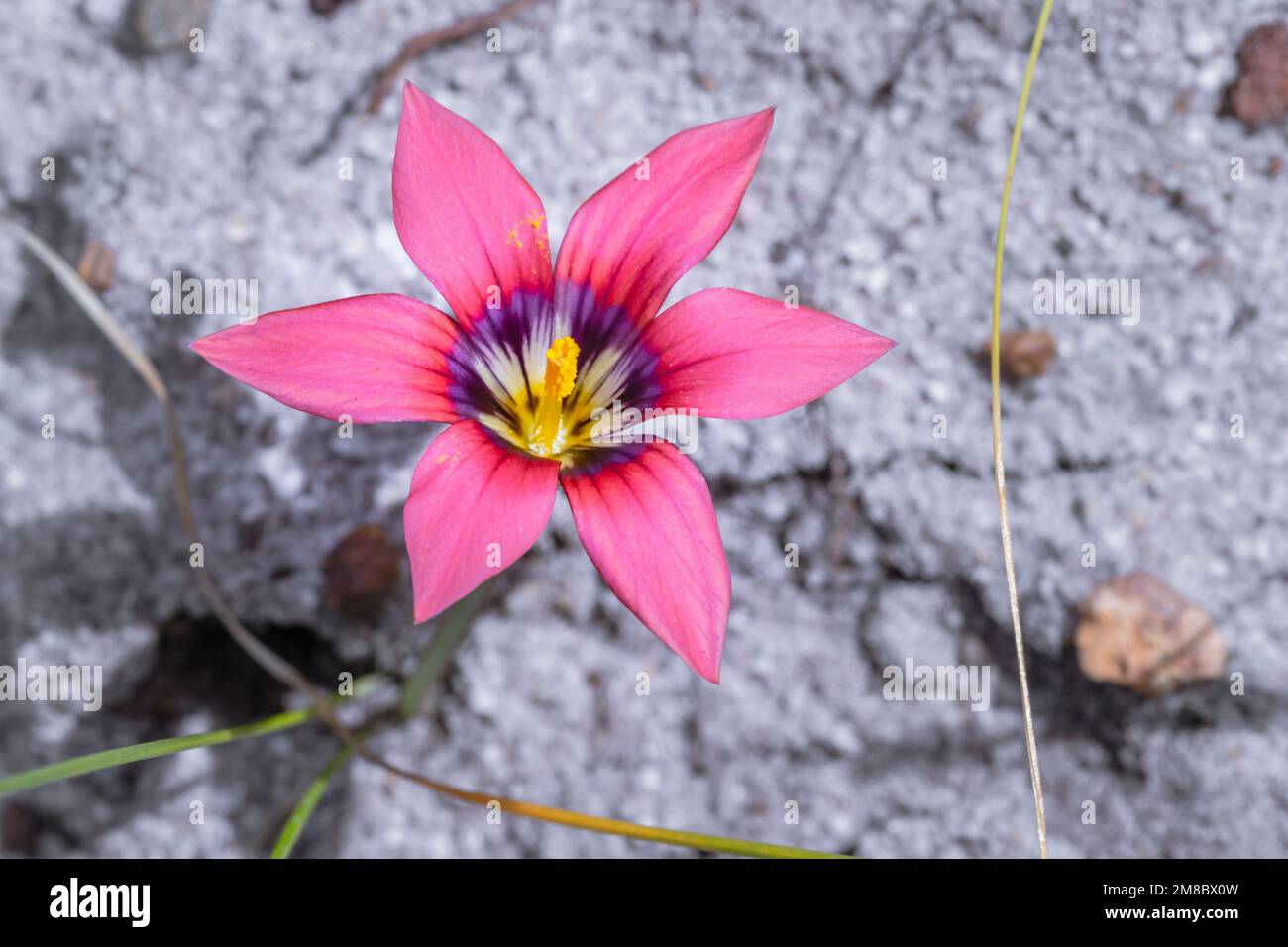 (Romulea roses) froetang wildflower during spring, Cape Town, South Africa Stock Photo