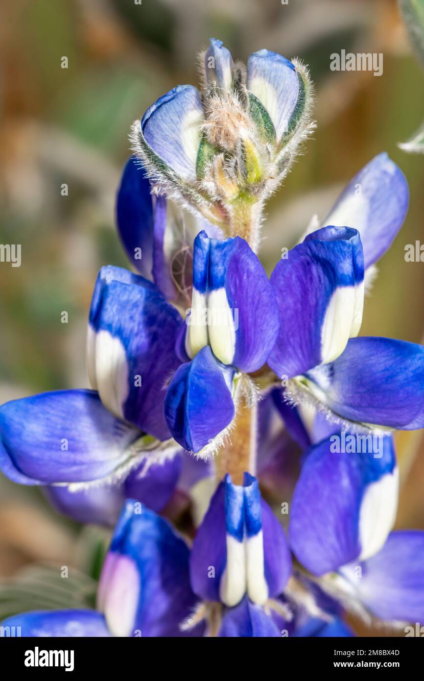 Sandplain lupine hi-res stock photography and images - Alamy