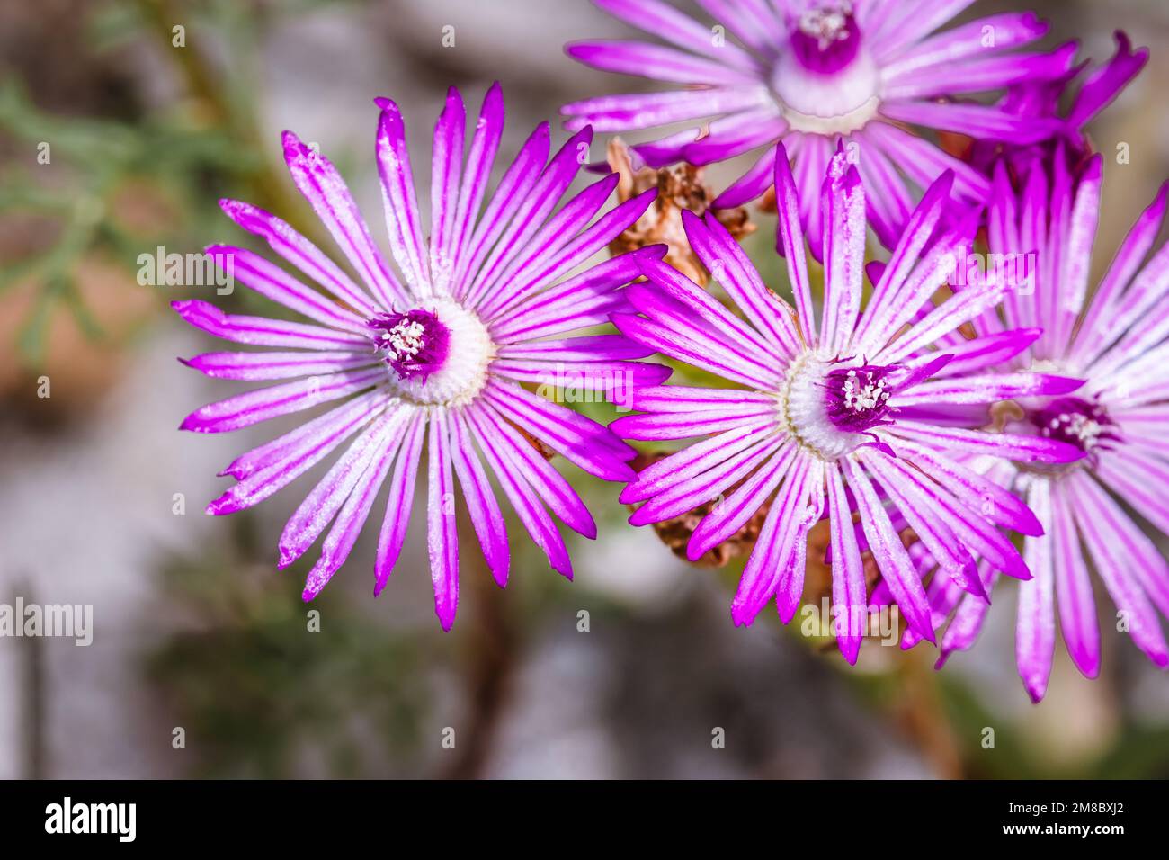(Delosperma cooperi) Trailing Ice Plant Wild flowers during spring, Cape Town, South Africa Stock Photo