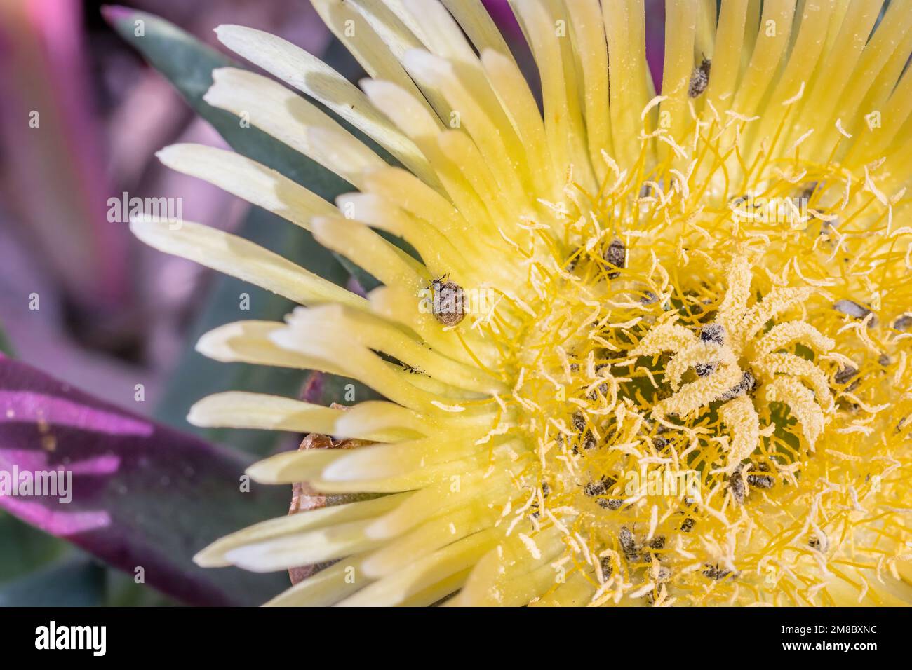 (Carpobrotus edulis) sour fig wildflower during spring, Cape Town
