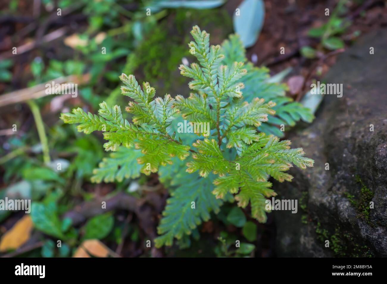 A closeup of Selaginella vogelii, a vascular plant in the family Selaginellaceae. Stock Photo