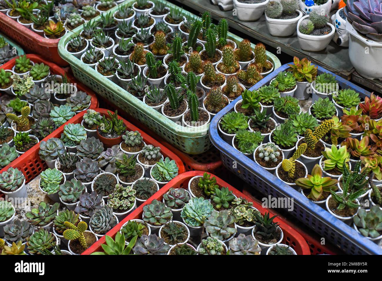 Many potted succulents of Echeveria elegans, Echeveria, Sedum,Graptopetalum (leatherpetal) at a flower market Stock Photo