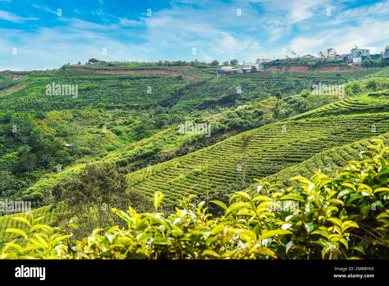 Tea crop in tea hill in Da Lat Vietnam Stock Photo Alamy