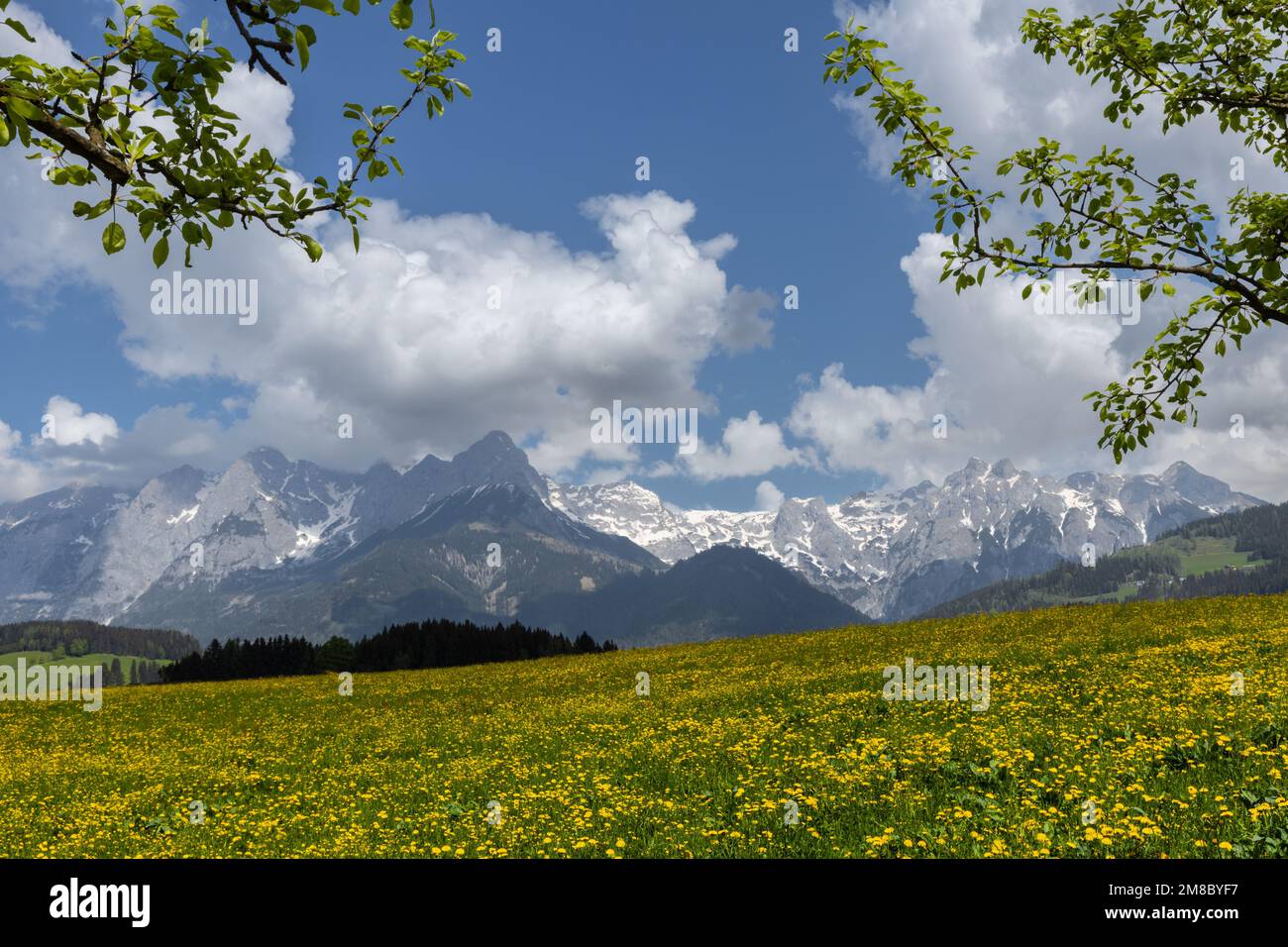 rural landscape with a flowering field against the backdrop of snowy mountains, Austria, Alps Stock Photo