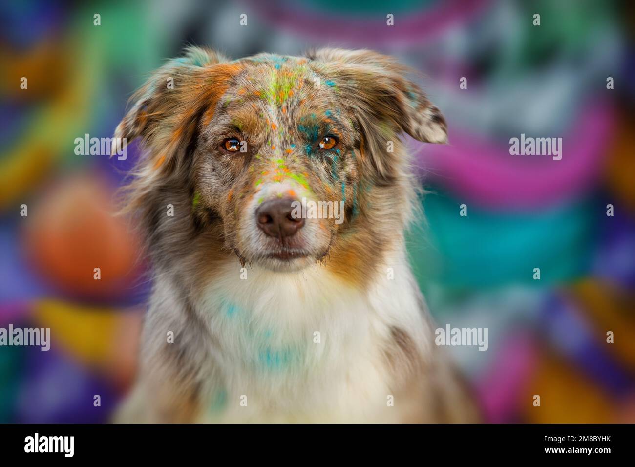 Adult australian shepherd dog with holi powder on colorful background